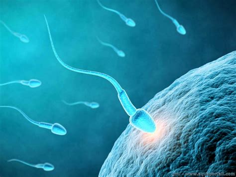 temps spermatozoïdes ovule|Le parcours des spermatozoïdes jusquà lovule